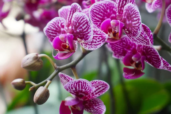 Фиолетовая Орхидея Выделена Фоне Размытости Крупный План Фиолетовой Фаленопсисовой Орхидеи — стоковое фото