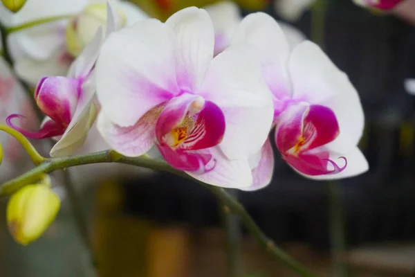 white orchid isolated on blur background. Closeup of white phalaenopsis orchid. white Phalaenopsis  with pink stripe hybrid