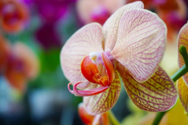 Sarı orkide bulanık arkaplanda izole edilmiş. Sarı falaenopsis orkidesinin yakın çekimi. Phalaenopsis sarı kırmızı çizgili melez.