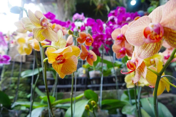 yellow orchid isolated on blur background. Closeup of yellow phalaenopsis orchid. Phalaenopsis yellow red stripe hybrid