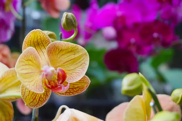 Sarı orkide bulanık arkaplanda izole edilmiş. Sarı falaenopsis orkidesinin yakın çekimi. Phalaenopsis sarı kırmızı çizgili melez.