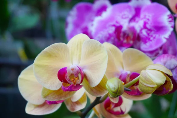 Желтая Орхидея Выделена Фоне Размытости Крупный План Желтой Фаленопсисовой Орхидеи — стоковое фото