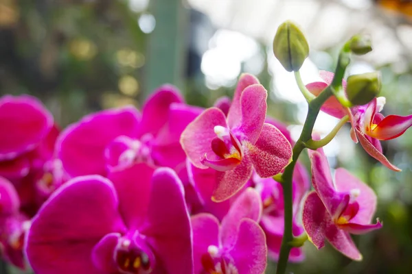 Розовая Орхидея Выделена Фоне Размытости Крупный План Розовой Фаленопсии Орхидеи — стоковое фото