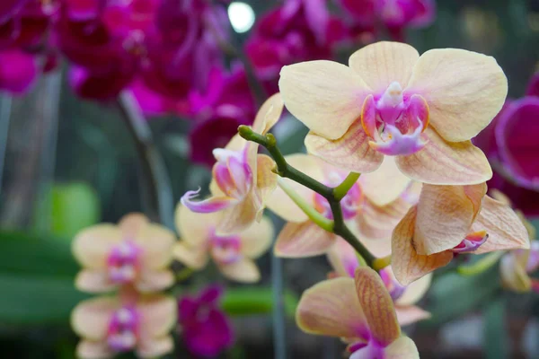 Sarı orkide bulanık arkaplanda izole edilmiş. Sarı falaenopsis orkidesinin yakın çekimi. Phalaenopsis sarı kırmızı çizgili melez.