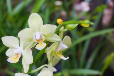 Beyaz orkide bulanık arkaplanda izole edilmiş. Beyaz falaenopsis orkidesine yakın çekim. Pembe çizgili beyaz falaenopsis