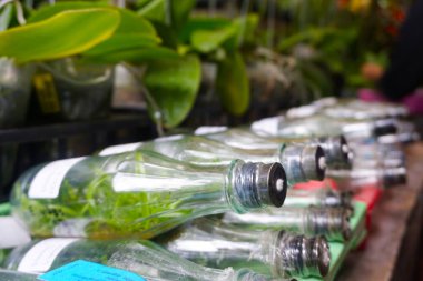 Bitki falaenopsis orkidesinin kapanışı 