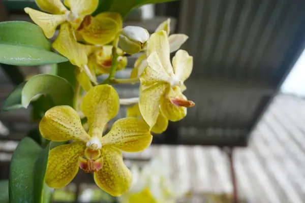 Sarı orkide bulanık arkaplanda izole edilmiş. Sarı falaenopsis orkidesinin yakın çekimi. Phalaenopsis sarı kırmızı çizgili melez.