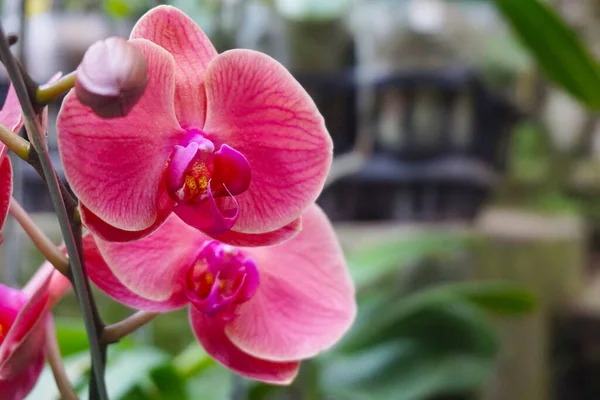 Pembe falaenopsis orkide çiçeği. Genellikle ay orkidesi ya da kelebek orkidesi olarak bilinir. Phalaenopsis amabilis.