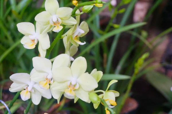 Vit Orkidé Isolerad Suddig Bakgrund Närbild Vit Falaenopsis Orkidé Vit — Stockfoto