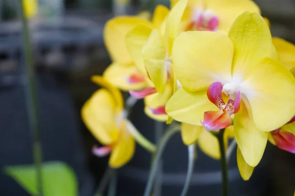 yellow orchid isolated on blur background. Closeup of yellow phalaenopsis orchid