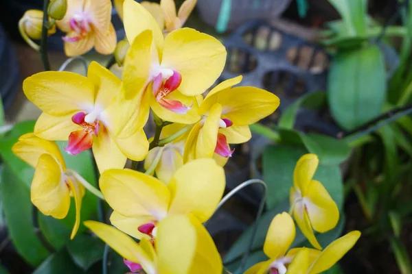 Желтая Орхидея Выделена Фоне Размытости Крупный План Желтой Фаленопсисовой Орхидеи — стоковое фото