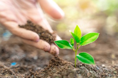 Eko Dünya Günü konsepti. Çevre dostu. Gezegeni kurtar. İklim değişimiyle mücadele. Ellerin genç bitkiyi bulanık doğa arka planında güneş ışığıyla tutması.  