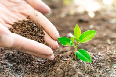 Eko Dünya Günü konsepti. Çevre dostu. Gezegeni kurtar. İklim değişimiyle mücadele. Ellerin genç bitkiyi bulanık doğa arka planında güneş ışığıyla tutması.  