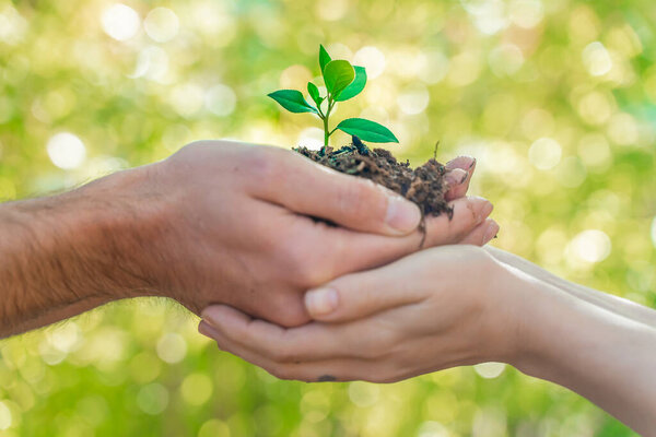 Eco earth day concept. Eco friendly. Save the planet. Fighting climate exchange. Hands holding young plant on blur nature background with sunlight.  