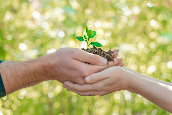 Eco earth day concept. Eco friendly. Save the planet. Fighting climate exchange. Hands holding young plant on blur nature background with sunlight.  