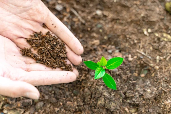 Eco earth day concept. Eco friendly. Save the planet. Fighting climate exchange. Hands holding young plant on blur nature background with sunlight.