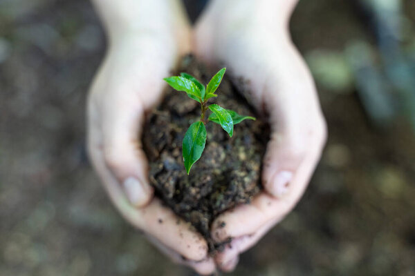 Eco earth day concept. Eco friendly. Save the planet. Fighting climate exchange. Hands holding young plant on blur nature background with sunlight.  