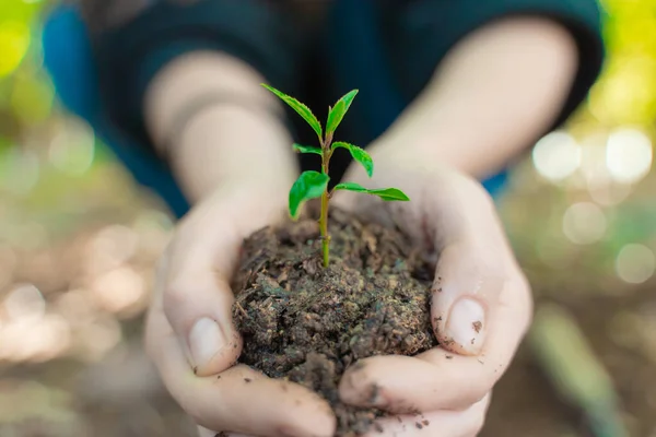 Eco earth day concept. Eco friendly. Save the planet. Fighting climate exchange. Hands holding young plant on blur nature background with sunlight.