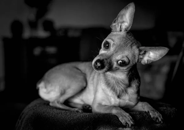 A small breed dog looks thoughtfully