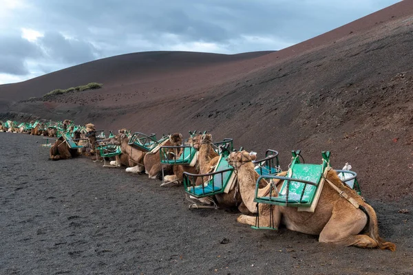 Caravana Camelo Descansando Sobre Vulcões Ilha Canária — Fotografia de Stock