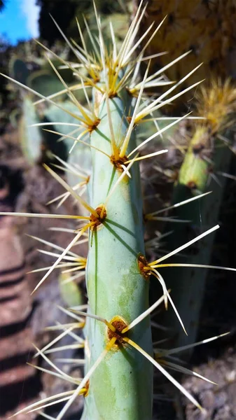 Cactus Long Yellow Thorns Desert Selfdefence Protection Succulent Plant Desert — Stock Photo, Image