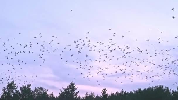 Stormo di uccelli neri nel cielo blu, che volano la sera fuori dagli alberi — Video Stock