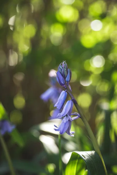 Blå Hyacint Omgiven Gröna Blad — Stockfoto