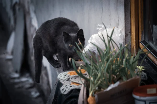 Gray Cat Hunt Windowsill Greens — Stock Photo, Image