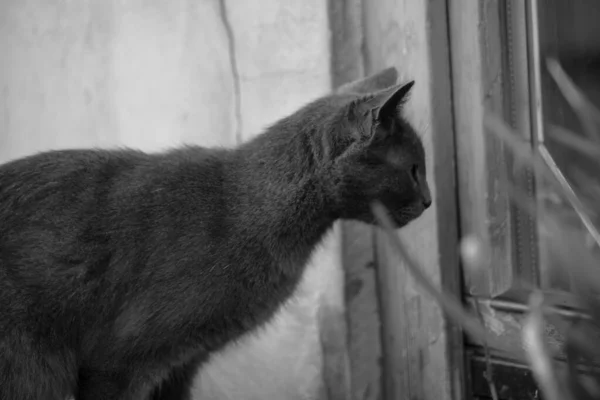 Gray Cat Hunt Vensterbank Zwart Wit Foto — Stockfoto