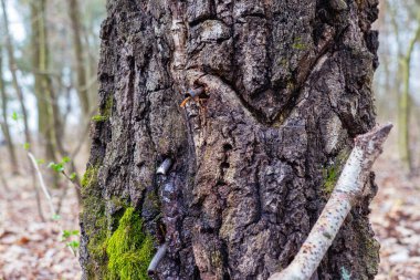 Huş ağacının kabuğu yosunla kaplanmış, huş ağacı özsuyu için iki tüp, arka planda beyaz bir dal ve kuru yapraklar olan bir yol.