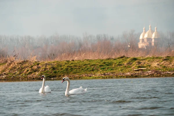 Two whitewashed swans in the water of a blue lake on a background of a foggy field and a church with golden domes