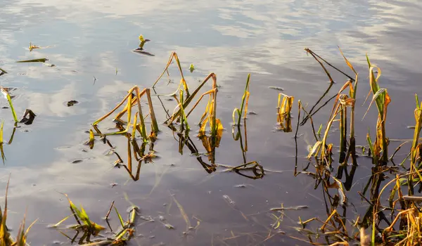 Wasseroberfläche Des Sees Mit Einem Spiegelbild Des Himmels Durch Den — Stockfoto