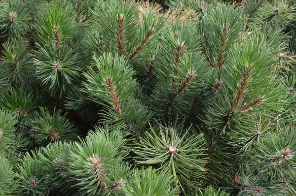 Arka plandaki Noel ağacı dalları. Çam ağacının yeşil dalının şenlikli Xmas sınırı.