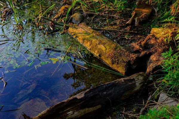 Schönes Ufer Des Teiches Desktop Hintergrund — Stockfoto