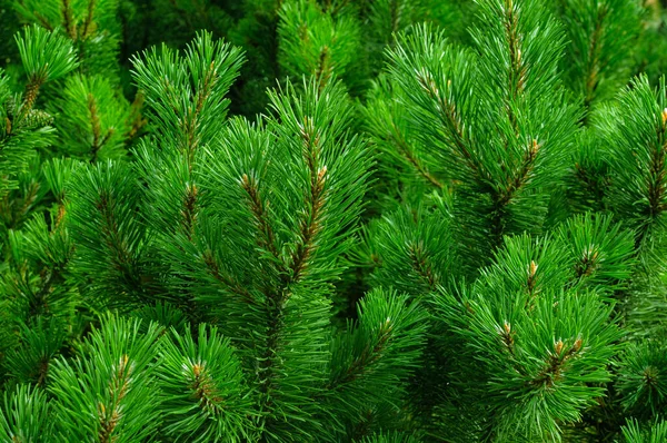 Achtergrond Kerstboom Takken Feestelijke Kerstgrens Van Groene Dennentak — Stockfoto