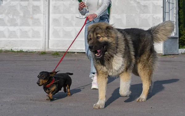 청바지와 스니커즈를 소녀가 개에게 매고아 양치기와 단검을 다닌다 — 스톡 사진