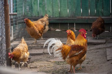 Kızıl saçlı, beyaz kuyruklu bir horoz, bir çiftlikte yerde bir tavukla duruyor.