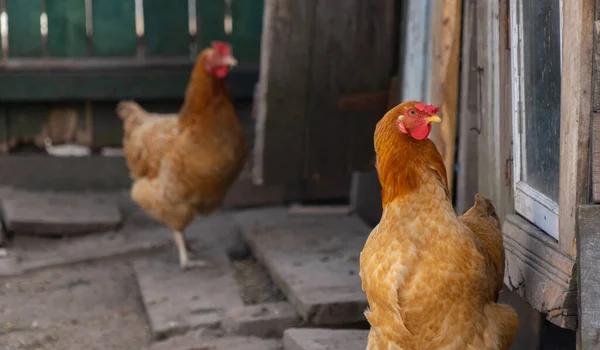 Çiftlik Arazisinde Iki Kızıl Tavuk — Stok fotoğraf