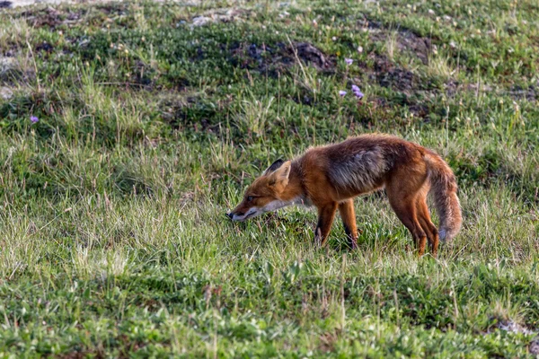 Raposa selvagem no parque nacional de Kamchatka — Fotografia de Stock