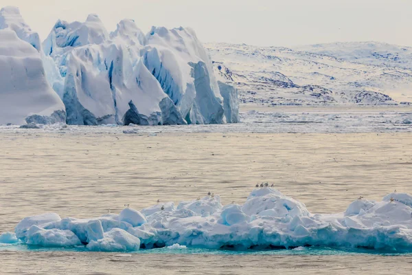 Riesige treibende blaue Eisberge mit sitzenden Möwen am ilulissat f — Stockfoto