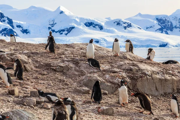 Gentoo πιγκουίνος αναπαύεται στους βράχους και βουνά της backgro — Φωτογραφία Αρχείου