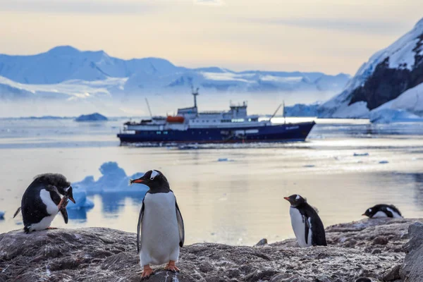 Pinguins gentoo em pé nas rochas e navio de cruzeiro no bac — Fotografia de Stock