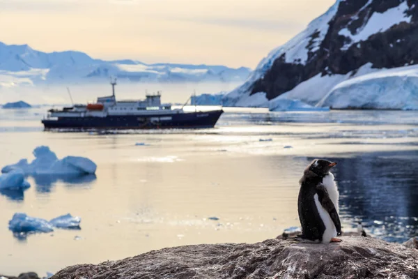 怠惰な Gentoo ペンギンのひよこの岩の上を立っているクルーズ船 — ストック写真