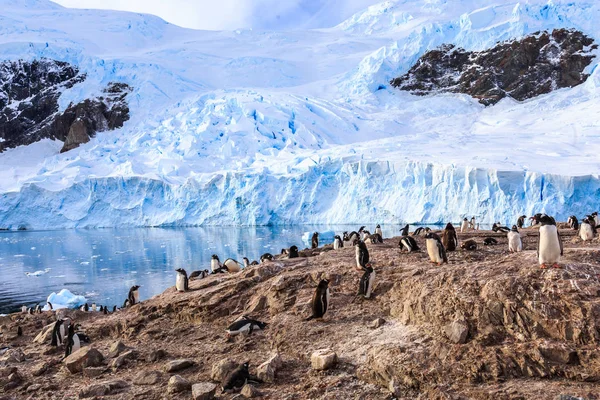 Βραχώδης ακτογραμμή υπερπλήρεις από gentoo pengins και παγετώνα σε το — Φωτογραφία Αρχείου