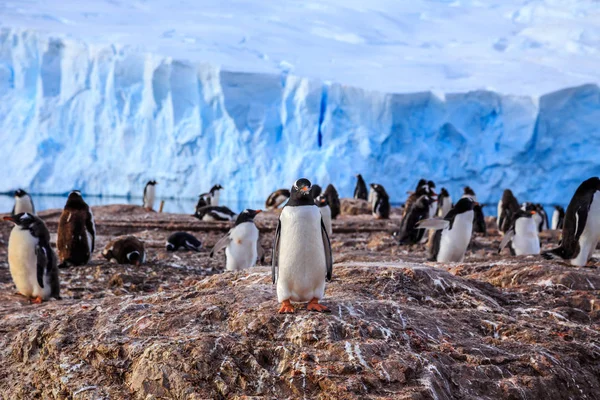 Gentoo kolonii pingwinów na skały i lodowiec w tle — Zdjęcie stockowe