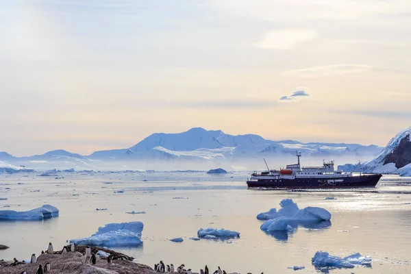Antarctische cruiseschip onder ijsbergen en Gentoo pinguïns op de — Stockfoto