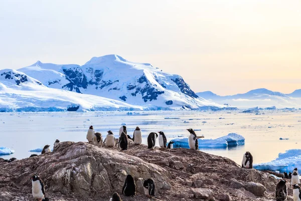 岩の多い海岸線 gentoo pengins と氷河で混雑 — ストック写真