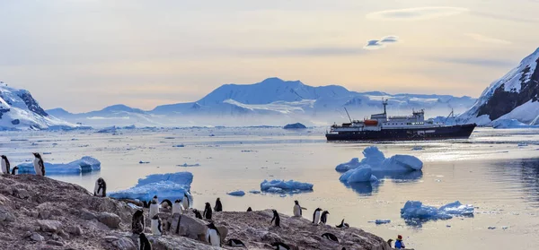 Antarctic cruise ship among icebergs and Gentoo penguins gathere — Stock Photo, Image