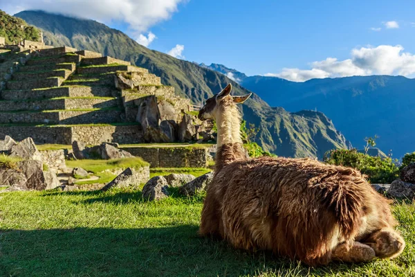 Lama, siedząc na trawie i patrząc na tarasie Machu Picchu — Zdjęcie stockowe