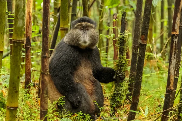 Ruandischer Goldaffe sitzt mitten im Bambuswald, rw — Stockfoto
